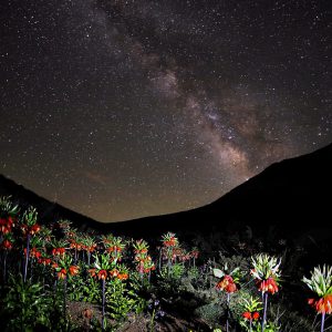 Milky Way and Zagros Flowers