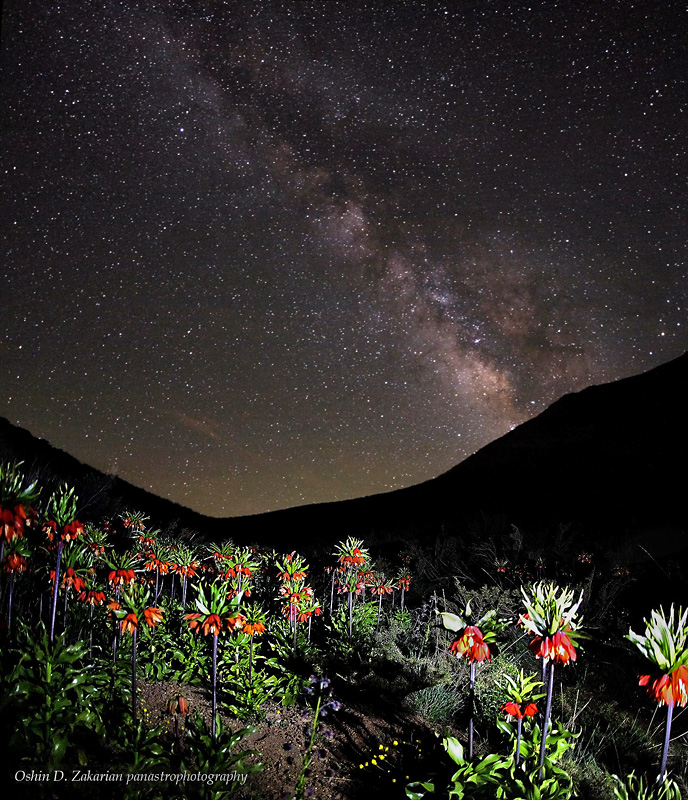 Milky Way and Zagros Flowers