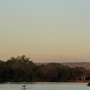 Moon and Swan River Dolphin
