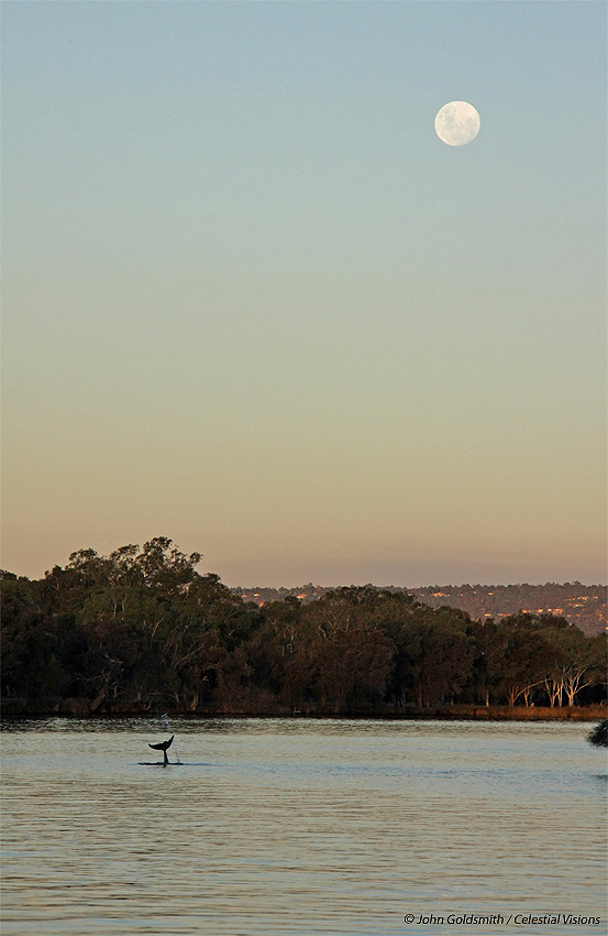 Moon and Swan River Dolphin