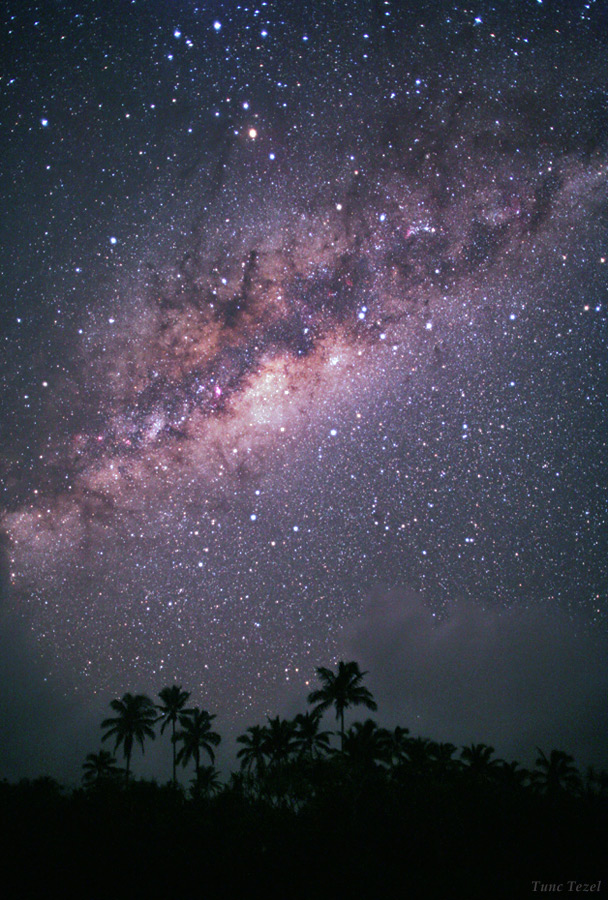 Palm Trees and Milky Way