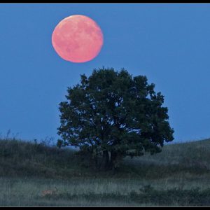 Deer, Oak Tree, and the Moon