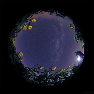 Night at Sunflowers