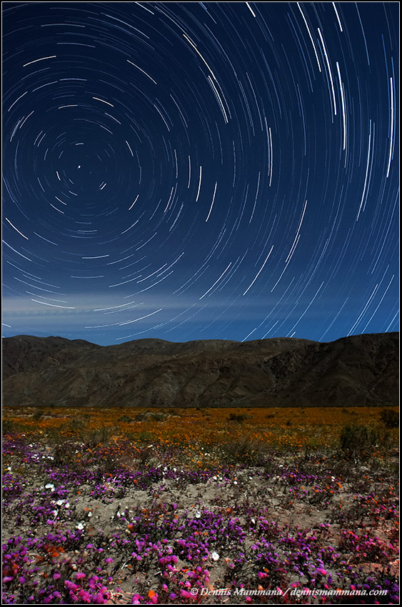 Desert Wildflowers & Star Trails