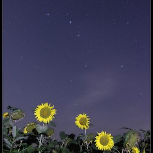 Big Dipper and Sunflowers