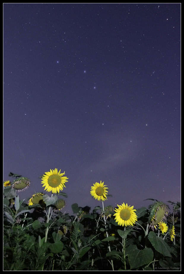 Big Dipper and Sunflowers
