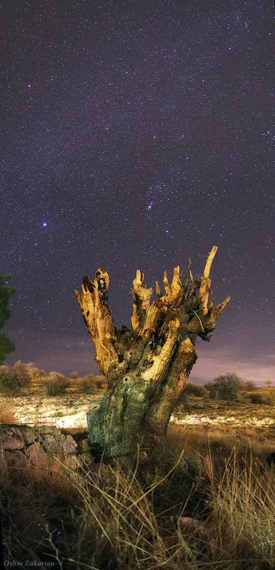 Starry Tree