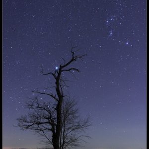 Orion and Sirius