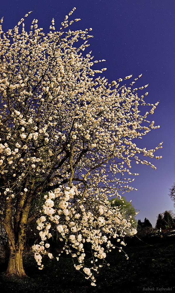 Big Dipper and Spring Blossoms