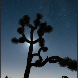 Joshua Tree Silhouette