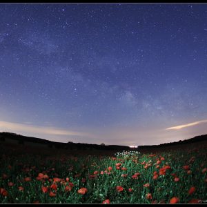 Flowers and Stars