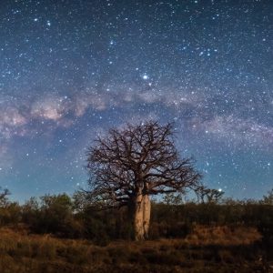 A Starry Night of Baobabs