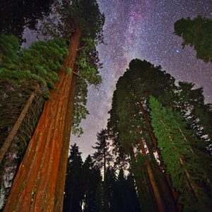 Sequoia Milky Way