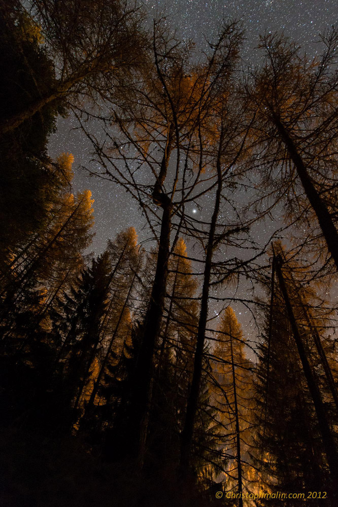 A Fall Night of Alpine Forest