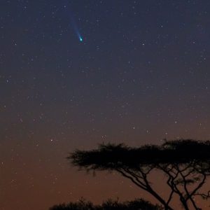 Acacia Comet