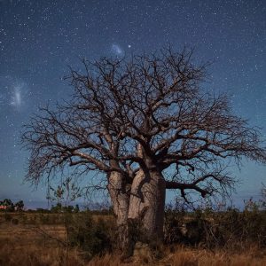 Baobab and Magellanic Clouds
