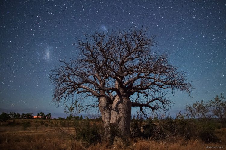 Baobab and Magellanic Clouds
