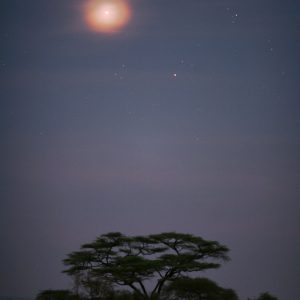 Venus Corona and M22