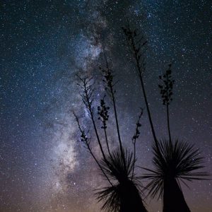 Milky Way and Yuccas