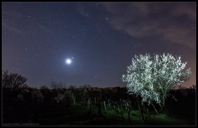 Almond Blossoms and Celestial Pair