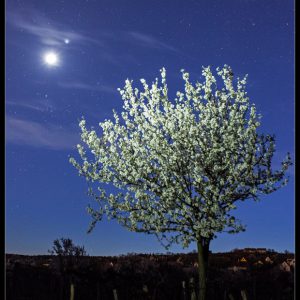 Almond Blossoms and Celestial Pair