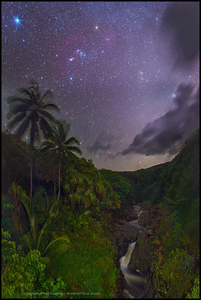 A Starry Moment in a Tropical Paradise