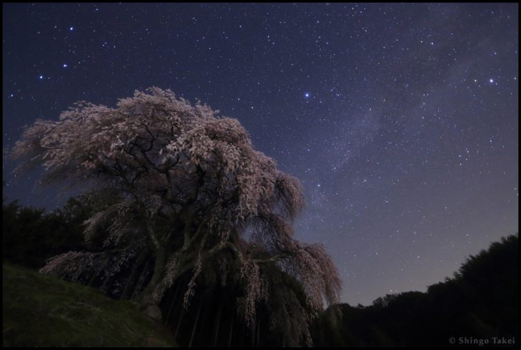 Cherry Blossoms Under Stars