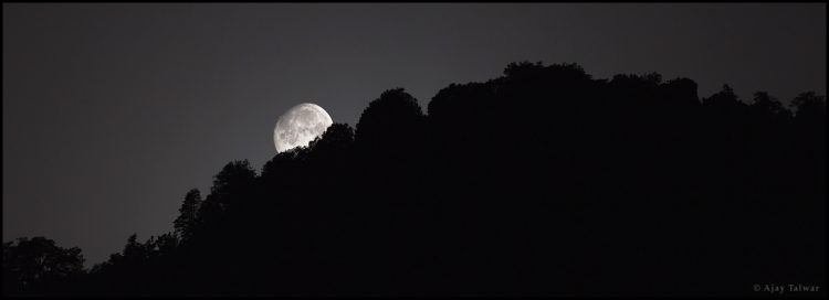 Forest Moonset