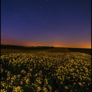 Stars above a Flower Field in Germany