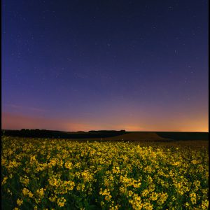 Stars above a Flower Field in Germany