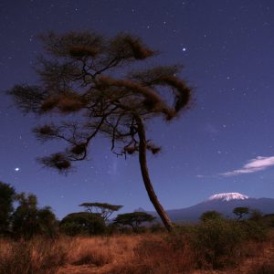 A Moonlit Night of Amboseli