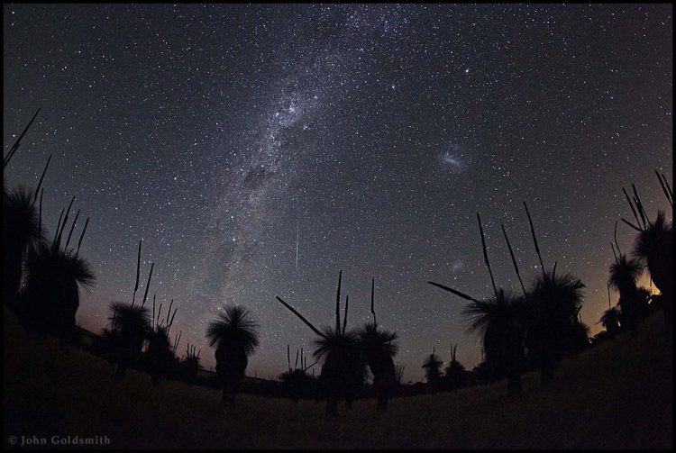 Cosmos, Grass Trees and Flower Spikes