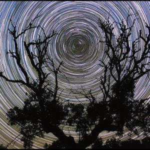 A Polar Startrail in the Arms of a Noudar Tree