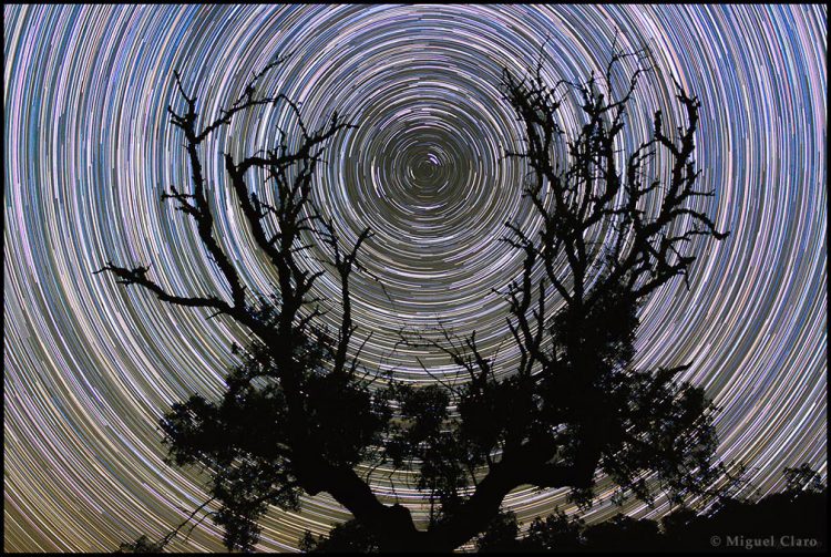 A Polar Startrail in the Arms of a Noudar Tree