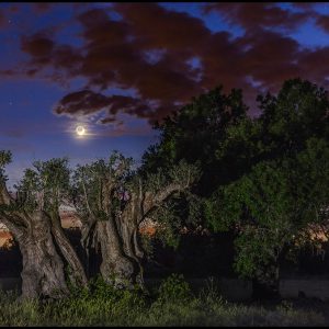 Lunar Earthshine and the Ancient Olive Tree