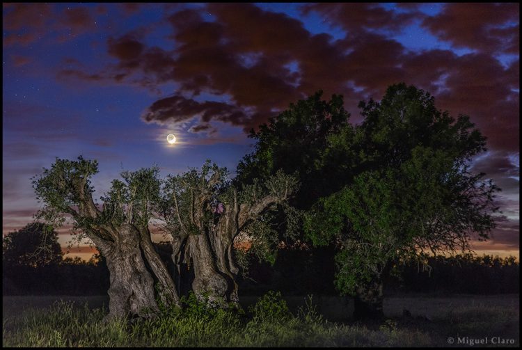 Lunar Earthshine and the Ancient Olive Tree