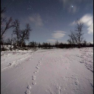 Tracking a Lynx