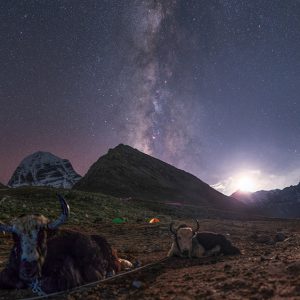 Yaks in a Tibetan Night