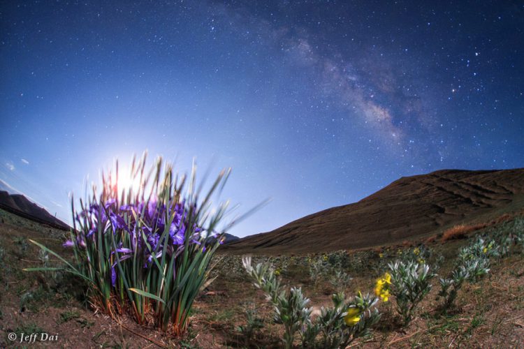 Iris by Moonlight