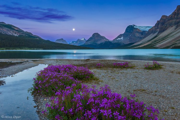 Full Moon and Flowers at Bow Lake