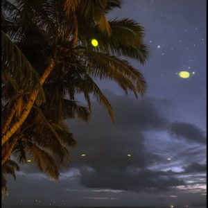 Fireflies in Madagascar