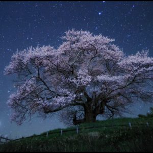 Stars and Cherry Blossoms