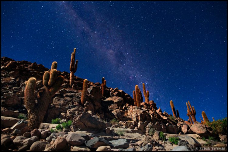 Southern Sky and Cactus Forest