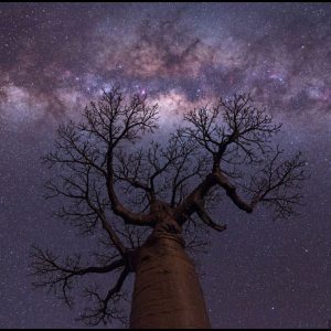 Baobab Worship