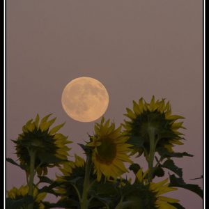 Sunflowers Full Moon