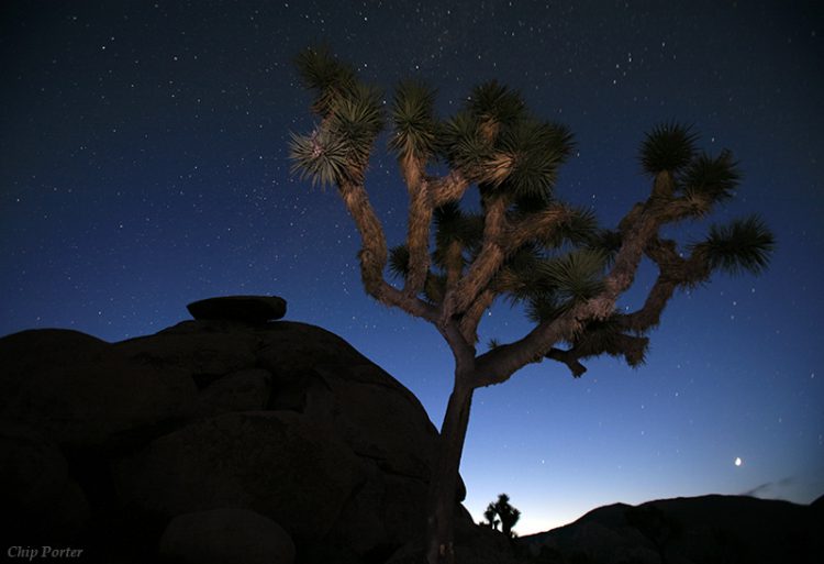 Joshua Tree Evening