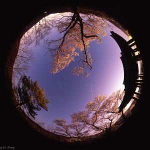 Under the Cherry Blossoms