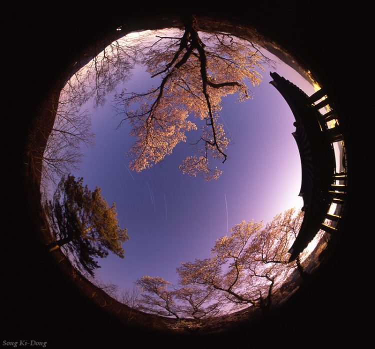 Under the Cherry Blossoms