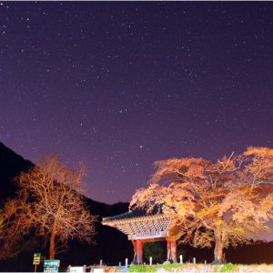 Starry Night and Cherry Blossoms