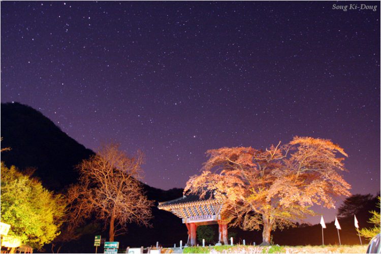 Starry Night and Cherry Blossoms